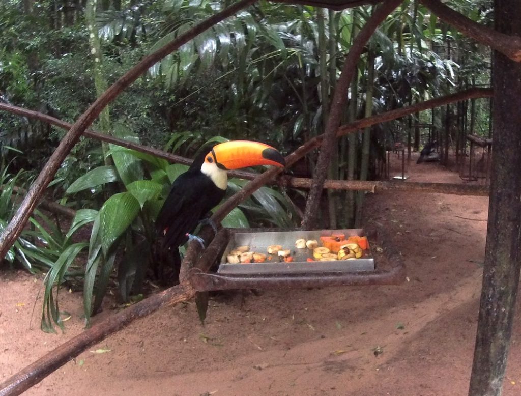 A Toucan from Foz do Igaçu, Brazil